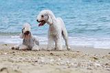 BEDLINGTON TERRIER 050